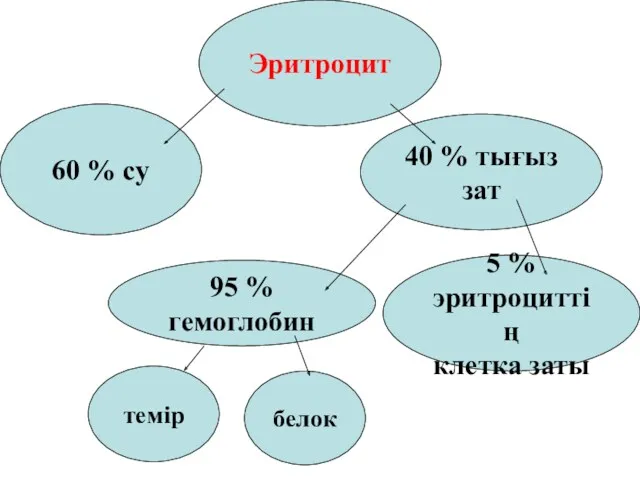 Эритроцит 60 % су 40 % тығыз зат 95 %