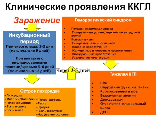 Клинические проявления ККГЛ Заражение Инкубационный период При укусе клеща: 1-3