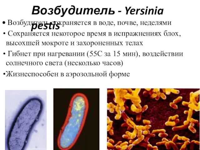 Возбудитель - Yersinia pestis Возбудитель сохраняется в воде, почве, неделями