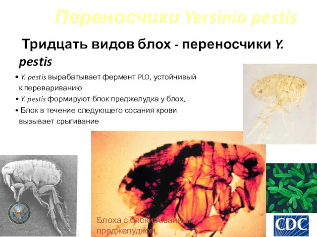 Переносчики Yersinia pestis Тридцать видов блох - переносчики Y. pestis