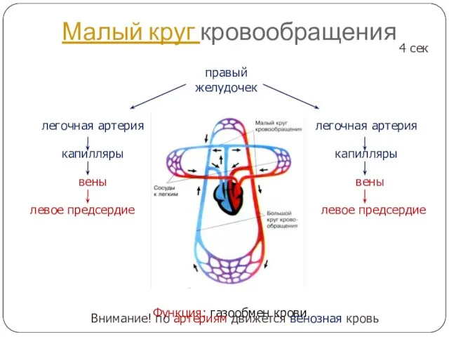 Малый круг кровообращения Функция: газообмен крови правый желудочек легочная артерия