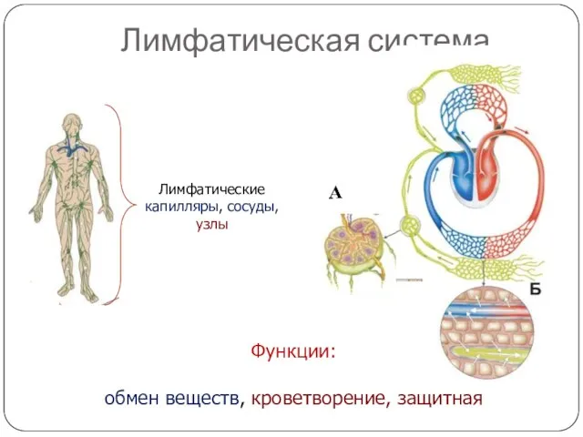 Лимфатическая система Лимфатические капилляры, сосуды, узлы А Функции: обмен веществ, кроветворение, защитная