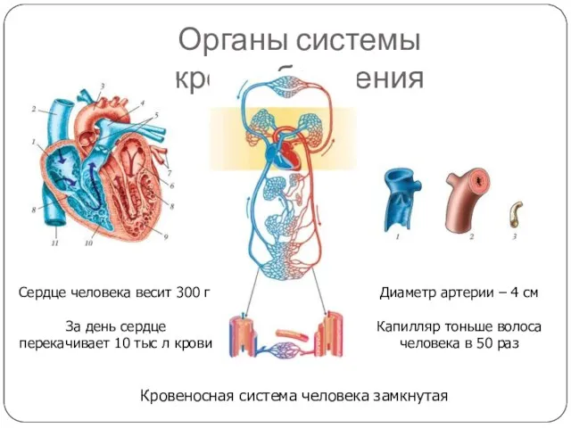 Органы системы кровообращения Сердце человека весит 300 г За день