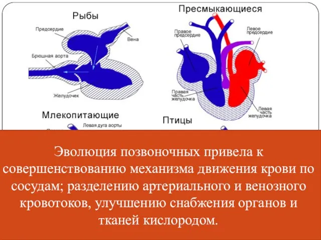 Эволюция позвоночных привела к совершенствованию механизма движения крови по сосудам;