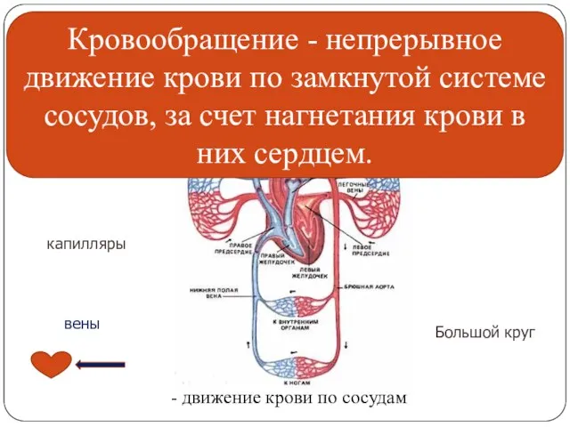 Кровообращение - движение крови по сосудам артерии вены капилляры Малый