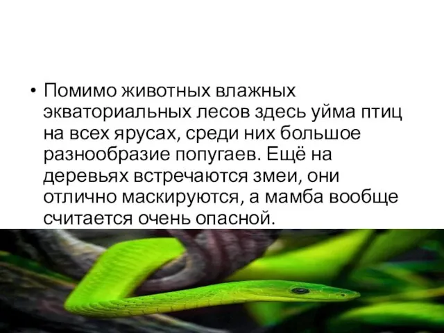 Помимо животных влажных экваториальных лесов здесь уйма птиц на всех