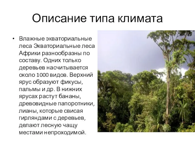 Описание типа климата Влажные экваториальные леса Экваториальные леса Африки разнообразны