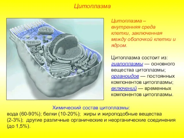 Цитоплазма – внутренняя среда клетки, заключенная между оболочкой клетки и ядром. Цитоплазма состоит