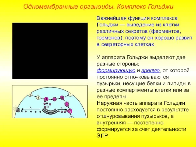 Важнейшая функция комплекса Гольджи — выведение из клетки различных секретов