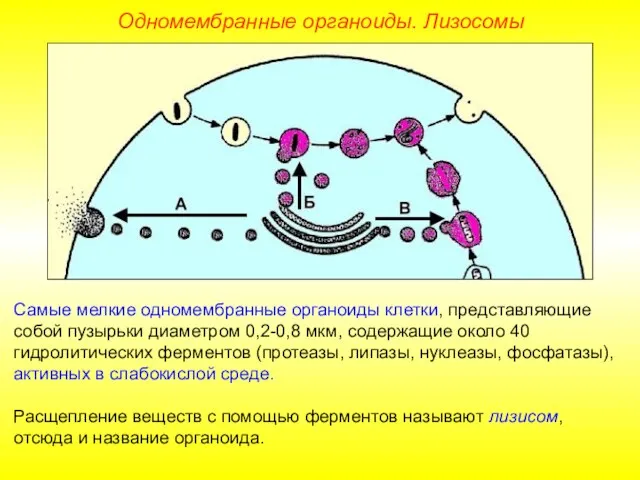 Самые мелкие одномембранные органоиды клетки, представляющие собой пузырьки диаметром 0,2-0,8 мкм, содержащие около