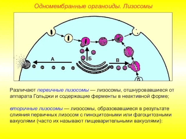 Различают первичные лизосомы — лизосомы, отшнуровавшиеся от аппарата Гольджи и