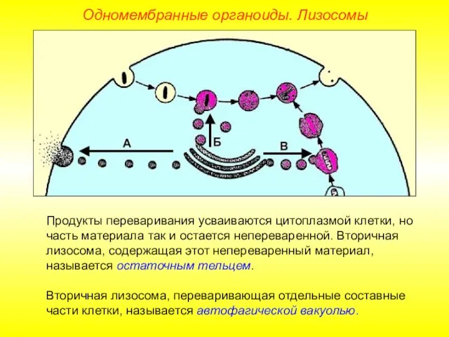 Одномембранные органоиды. Лизосомы Продукты переваривания усваиваются цитоплазмой клетки, но часть