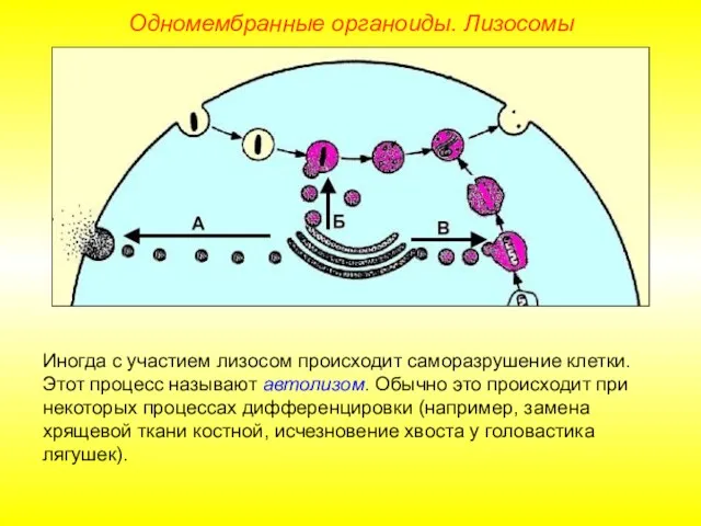 Иногда с участием лизосом происходит саморазрушение клетки. Этот процесс называют автолизом. Обычно это