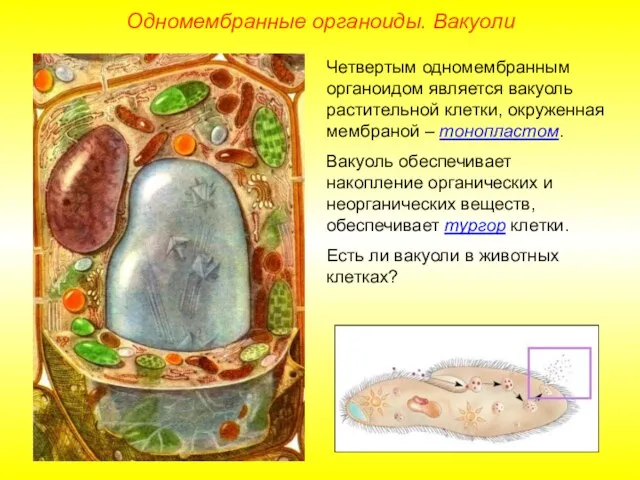 Четвертым одномембранным органоидом является вакуоль растительной клетки, окруженная мембраной –