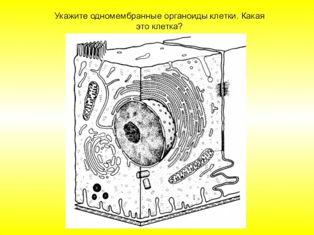 Укажите одномембранные органоиды клетки. Какая это клетка?