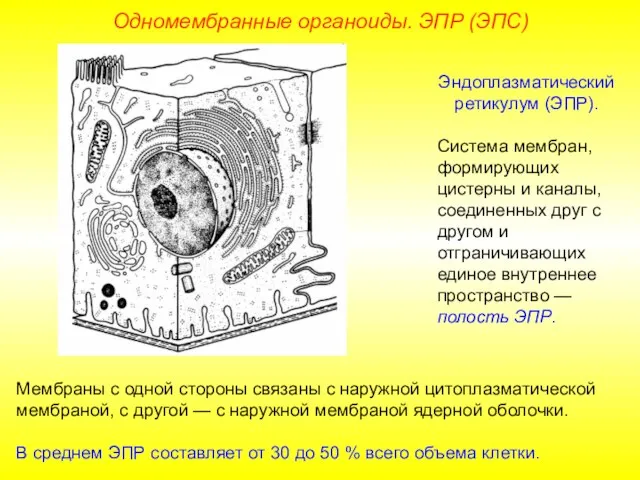 Эндоплазматический ретикулум (ЭПР). Система мембран, формирующих цистерны и каналы, соединенных