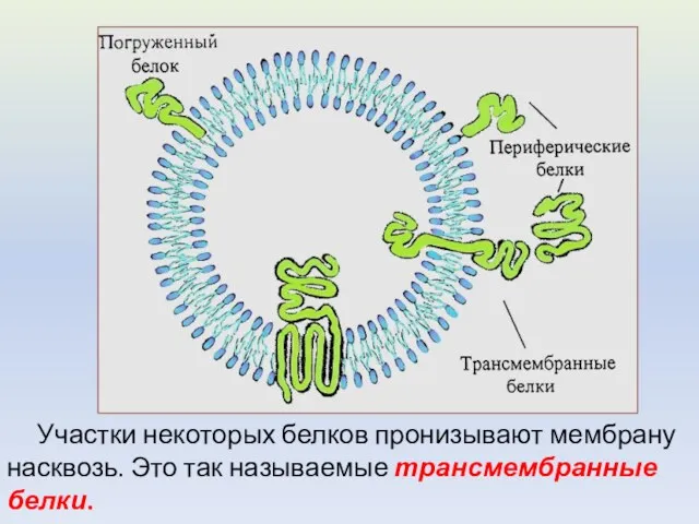 Участки некоторых белков пронизывают мембрану насквозь. Это так называемые трансмембранные белки.