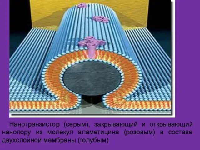 Нанотранзистор (серым), закрывающий и открывающий нанопору из молекул аламетицина (розовым) в составе двухслойной мембраны (голубым)
