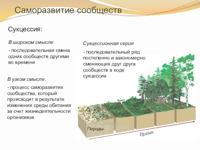 Саморазвитие сообществ Сукцессия: В широком смысле: - последовательная смена одних