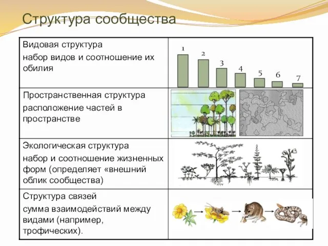 Структура сообщества 1 2 3 4 5 6 7