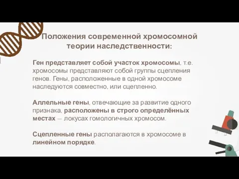 Положения современной хромосомной теории наследственности: Ген представляет собой участок хромосомы,