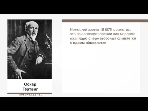 Оскар Гертвиг 1849–1922 гг. Немецкий зоолог. В 1875 г. заметил,