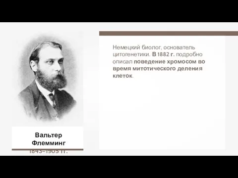 Вальтер Флемминг 1843–1905 гг. Немецкий биолог, основатель цитогенетики. В 1882