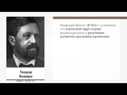 Теодор Бовери 1862–1915 гг. Немецкий биолог. В 1902 г. установил,