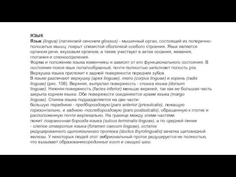 ЯЗЫК Язык (lingua) (латинский синоним glossus) - мышечный орган, состоящий