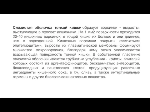 Слизистая оболочка тонкой кишки образует ворсинки - выросты, выступающие в