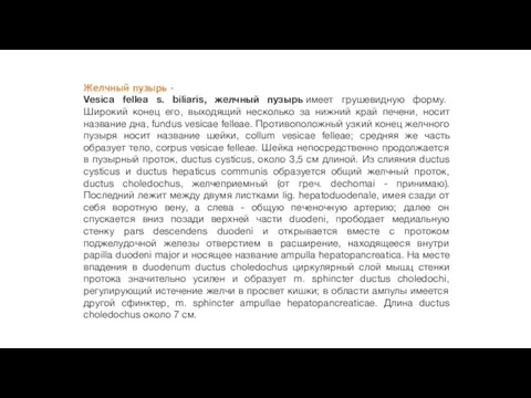 Желчный пузырь - Vesica fellea s. biliaris, желчный пузырь имеет