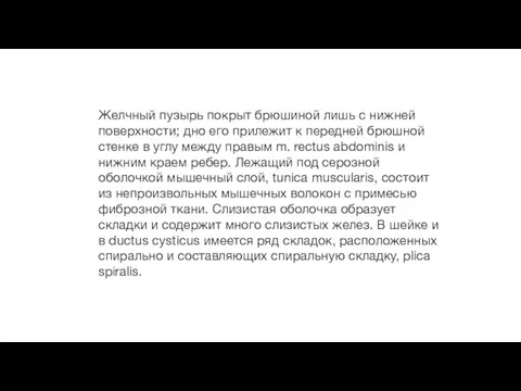 Желчный пузырь покрыт брюшиной лишь с нижней поверхности; дно его