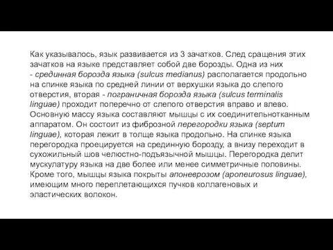 Как указывалось, язык развивается из 3 зачатков. След сращения этих