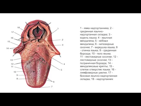 1 - ямка надгортанника; 2 - срединная язычно-надгортанная складка; 3