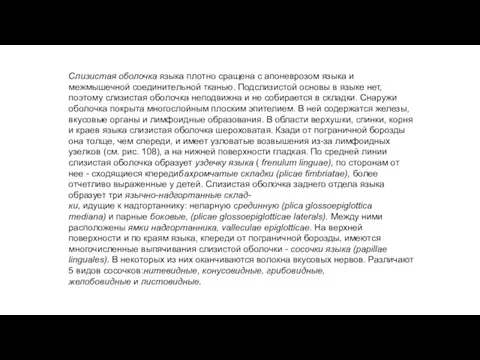 Слизистая оболочка языка плотно сращена с апоневрозом языка и межмышечной