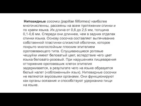 Нитевидные сосочки (papillae filiformes) наиболее многочисленны, рассеяны на всем протяжении