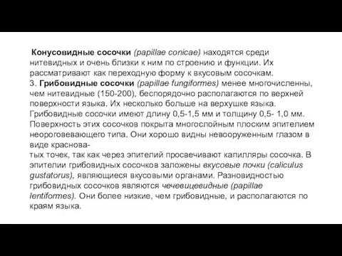 Конусовидные сосочки (papillae conicae) находятся среди нитевидных и очень близки