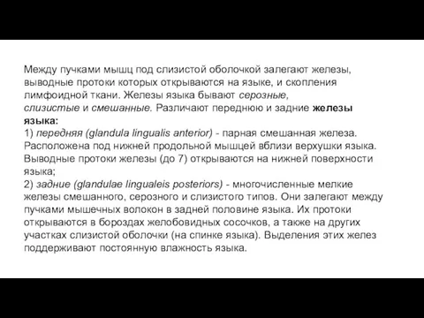 Между пучками мышц под слизистой оболочкой залегают железы, выводные протоки