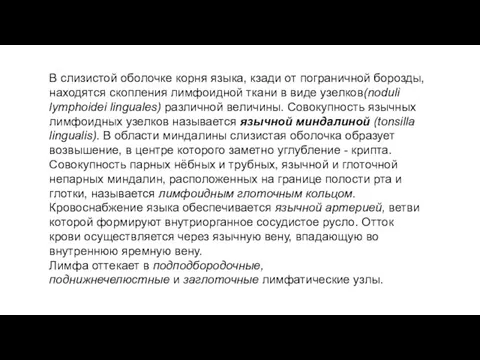 В слизистой оболочке корня языка, кзади от пограничной борозды, находятся