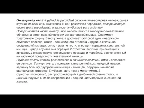 Околоушная железа (glandula parotidea) сложная альвеолярная железа, самая крупная из