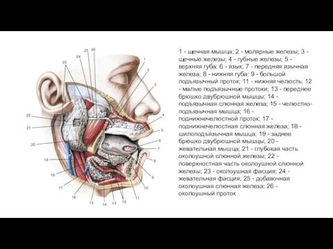 1 - щечная мышца; 2 - молярные железы; 3 -