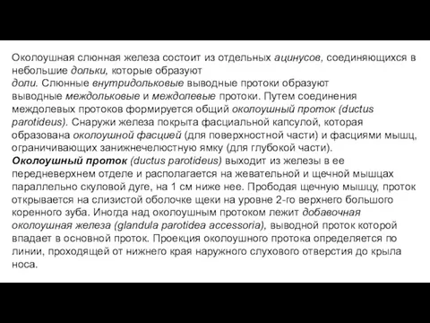 Околоушная слюнная железа состоит из отдельных ацинусов, соединяющихся в небольшие