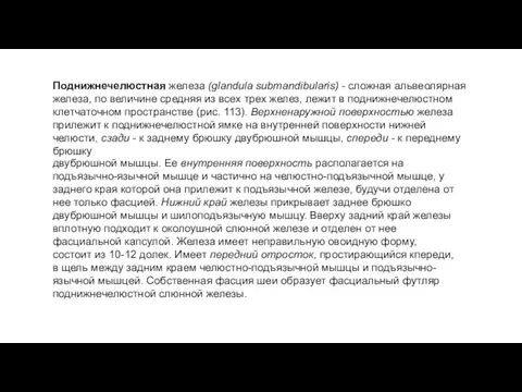 Поднижнечелюстная железа (glandula submandibularis) - сложная альвеолярная железа, по величине