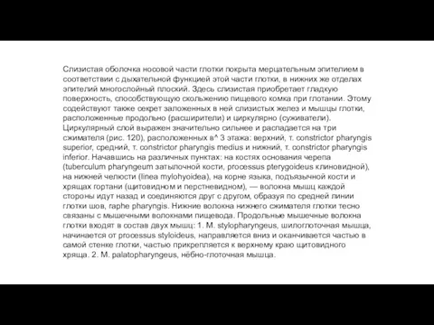 Слизистая оболочка носовой части глотки покрыта мерцательным эпителием в соответствии