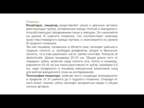 Пищевод - Esophagus, пищевод, представляет узкую и длинную активно действующую