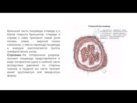 Брюшная часть пищевода спереди и с боков покрыта брюшиной; спереди