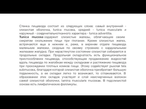 Стенка пищевода состоит из следующих слоев: самый внутренний - слизистая