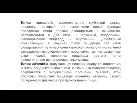 Tunica muscularis, соответственно трубчатой форме пищевода, который при выполнении своей