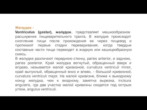 Желудок - Ventriculus (gaster), желудок, представляет мешкообразное расширение пищеварительного тракта.