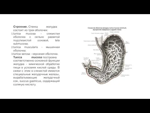 Строение. Стенка желудка состоит из трех оболочек: tunica mucosa -